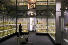 Hunterian Museum