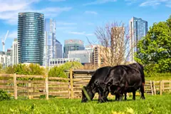 Mudchute Park and Farm