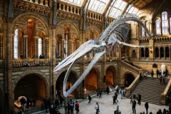 Natural History Museum