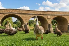 Richmond Park
