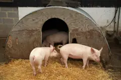 Surrey Docks Farm