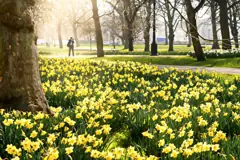 The Green Park